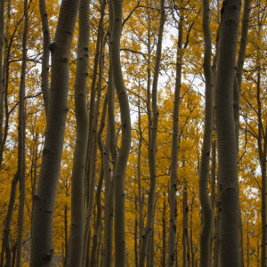 Aspens - Santa Fe, NM